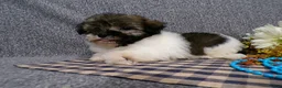 Havanese dogs for sale: Kole - Ad 5