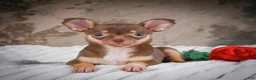 Chihuahua dogs for sale: Laura - Ad 8
