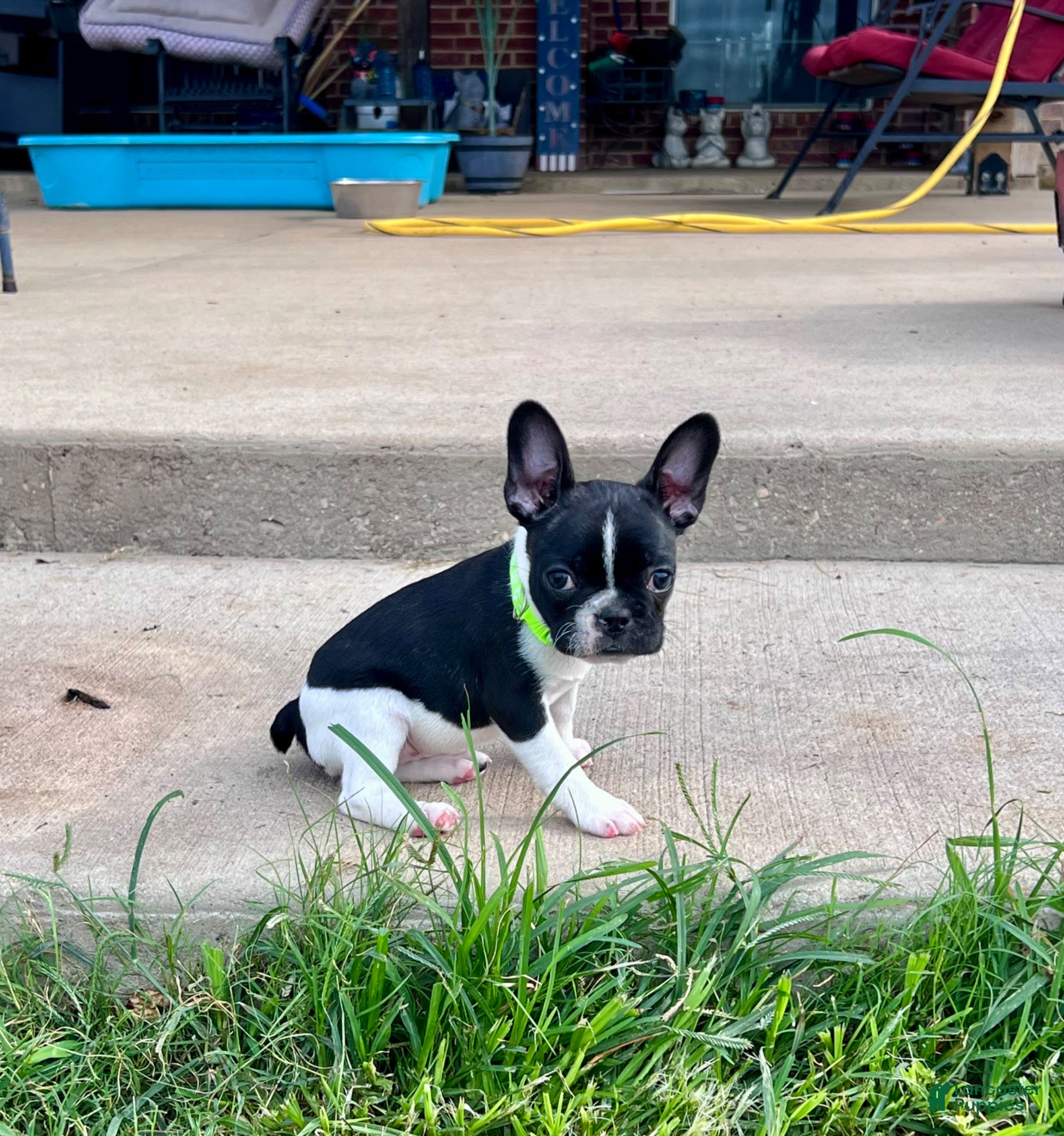 Mixed Breed dogs Skittles - Ad 2