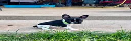 Mixed Breed dogs for sale: Skittles - Ad 2