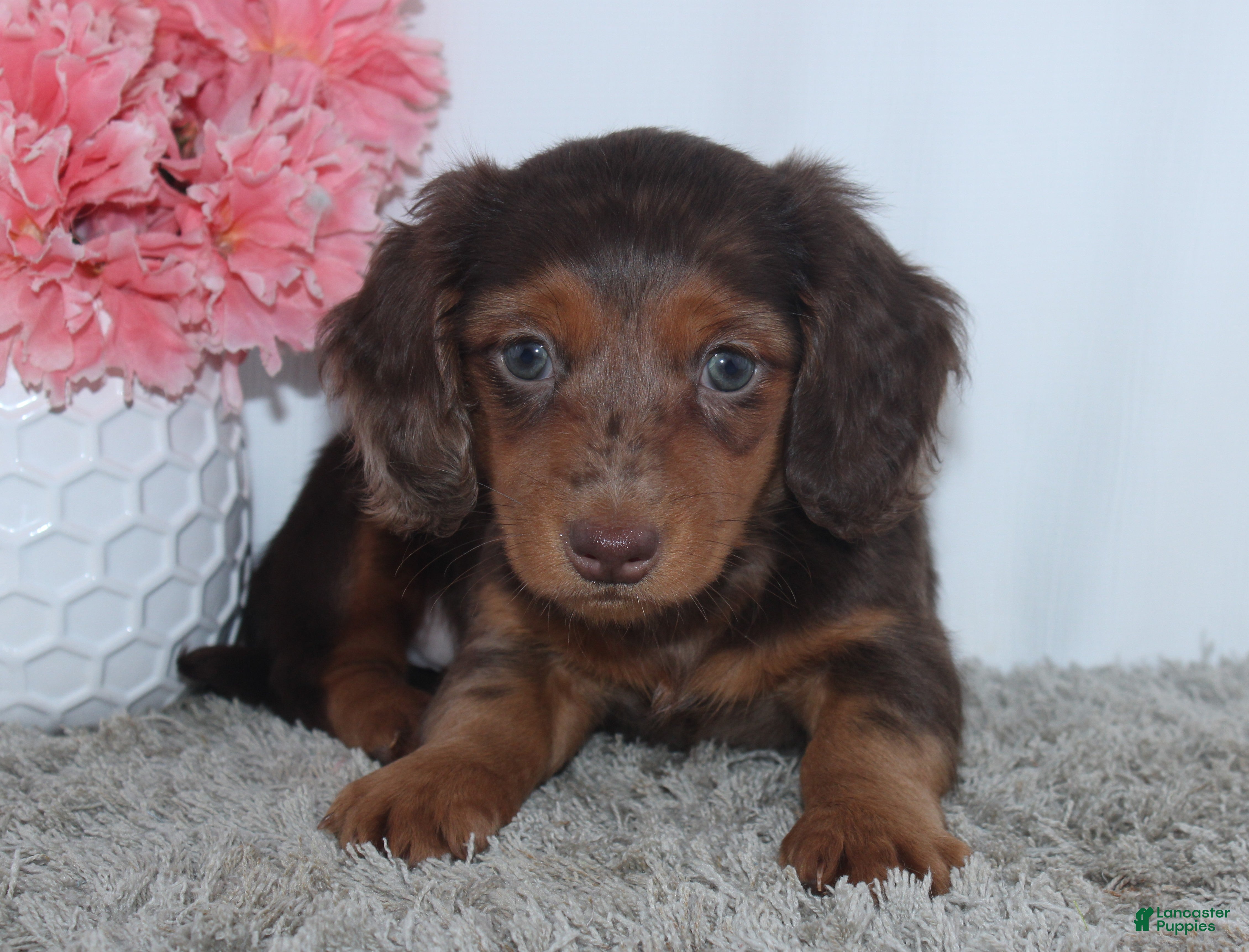 Miniature Dachshund dogs Quincy - Ad 1