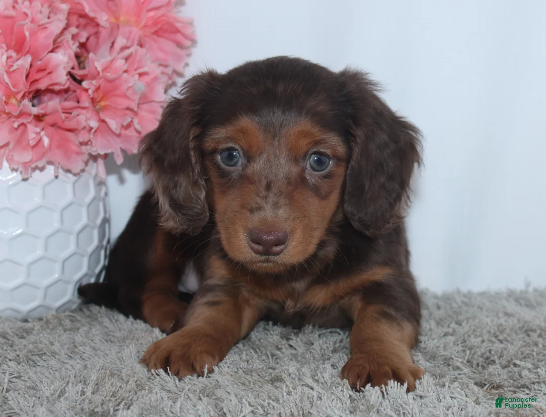Miniature Dachshund dogs for sale: Quincy - Ad 1