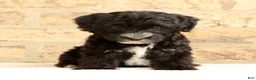Yochon dogs for sale: Rover - Ad 6