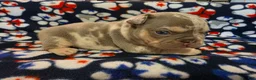 French Bulldog dogs for sale: Prince Charming - Ad 3