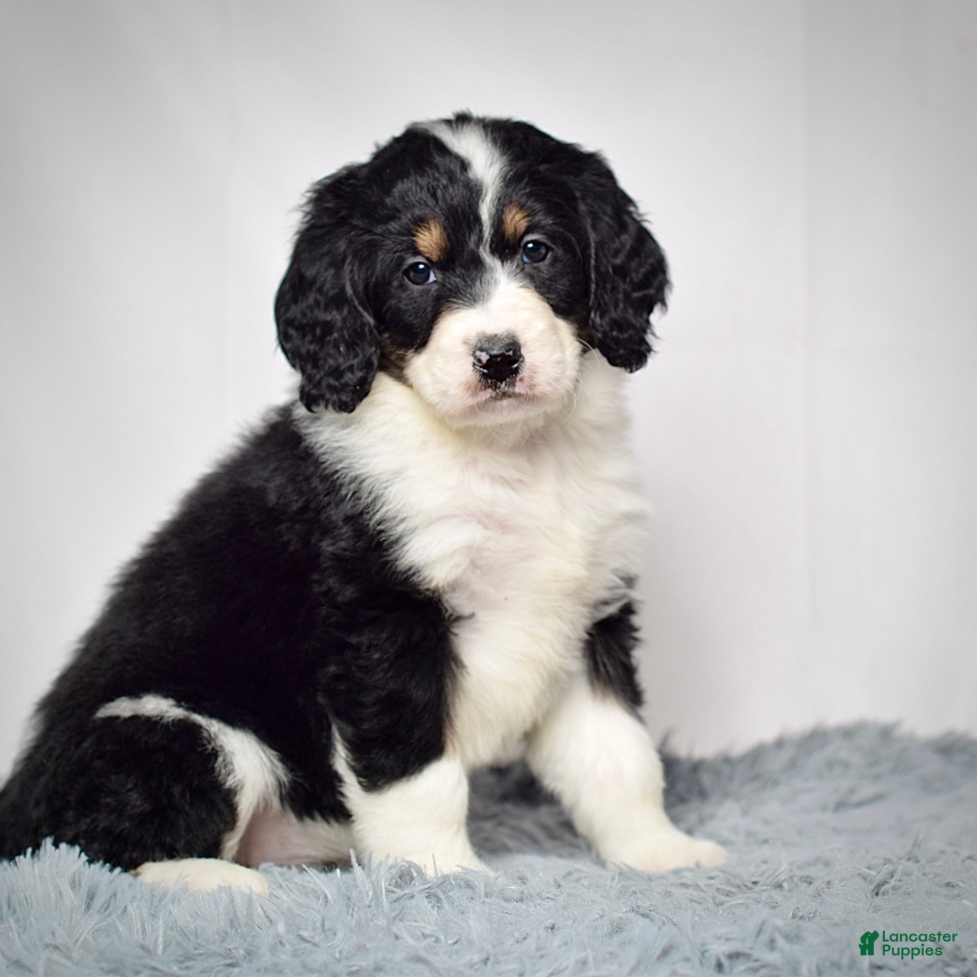 Bernedoodle dogs Ms. Valerie - Ad 2