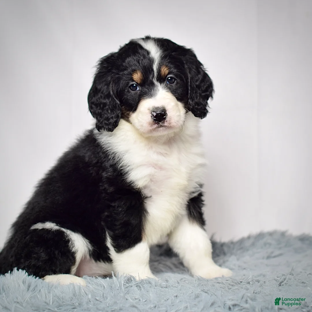 Bernedoodle dogs for sale: Ms. Valerie - Ad 2