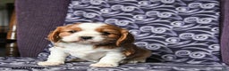Cavalier King Charles Spaniel dogs for sale: Bobby - Ad 3