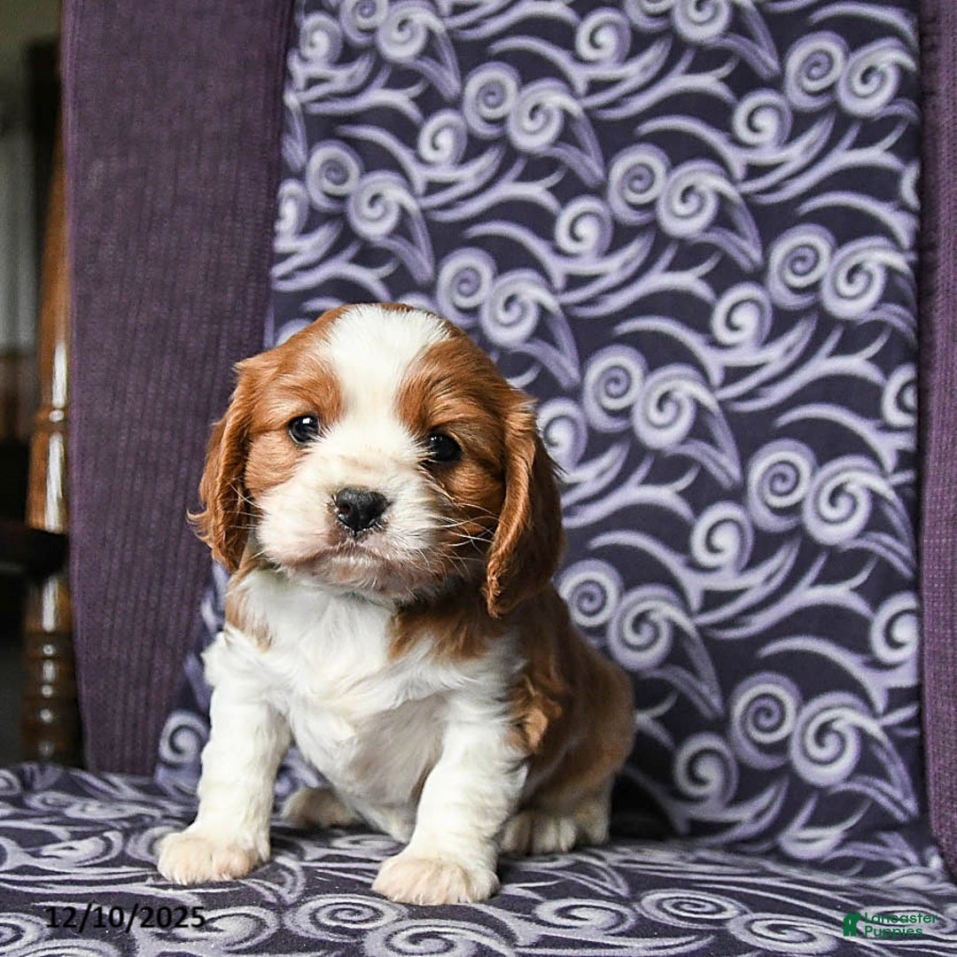 Cavalier King Charles Spaniel dogs for sale: Bobby - Ad 3