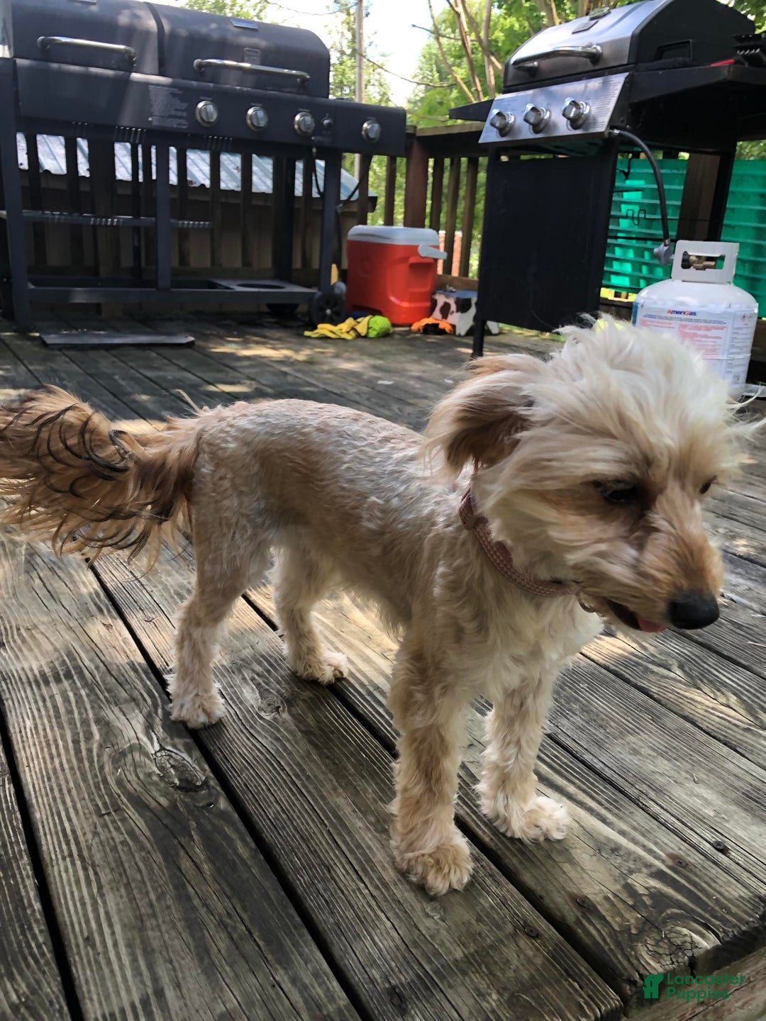 Yorkiepoo dogs for sale: Remi - Ad 2