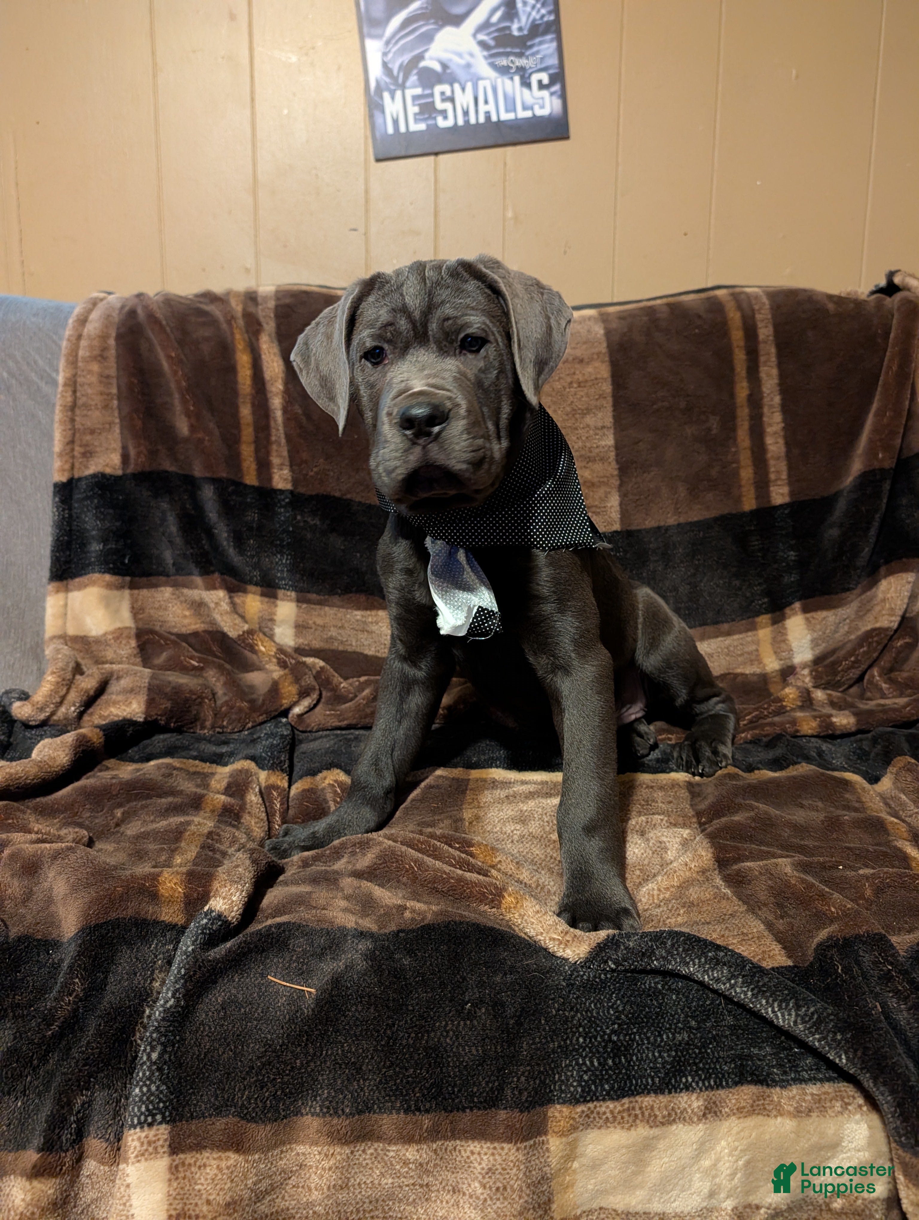 Cane Corso dogs Black aka George - Ad 2