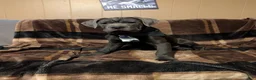 Cane Corso dogs for sale: Black aka George - Ad 2