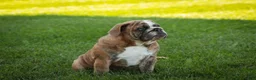 English Bulldog dogs for sale: Delsie English Bulldog leash trained and crate training in progress - Ad 4