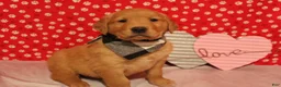 Golden Retriever dogs for sale: Finn - Ad 8