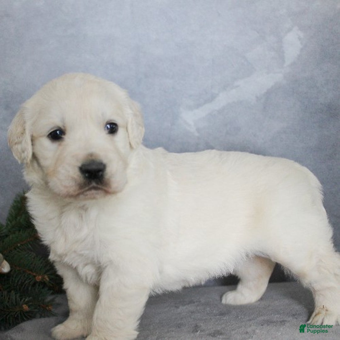 Golden Retriever dogs for sale: Angel - Ad 4