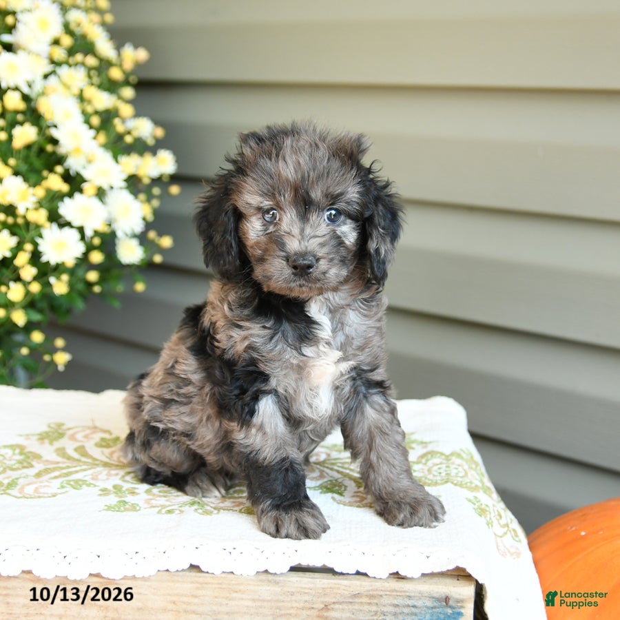 Cockapoo dogs Barbie - Ad 1