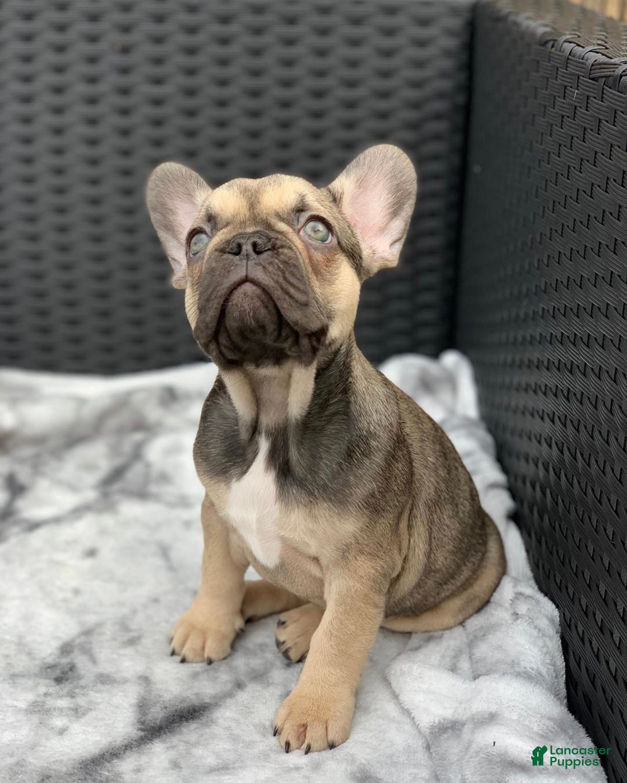 French Bulldog dogs Mike - Sable French Bulldog Puppy - Ad 36