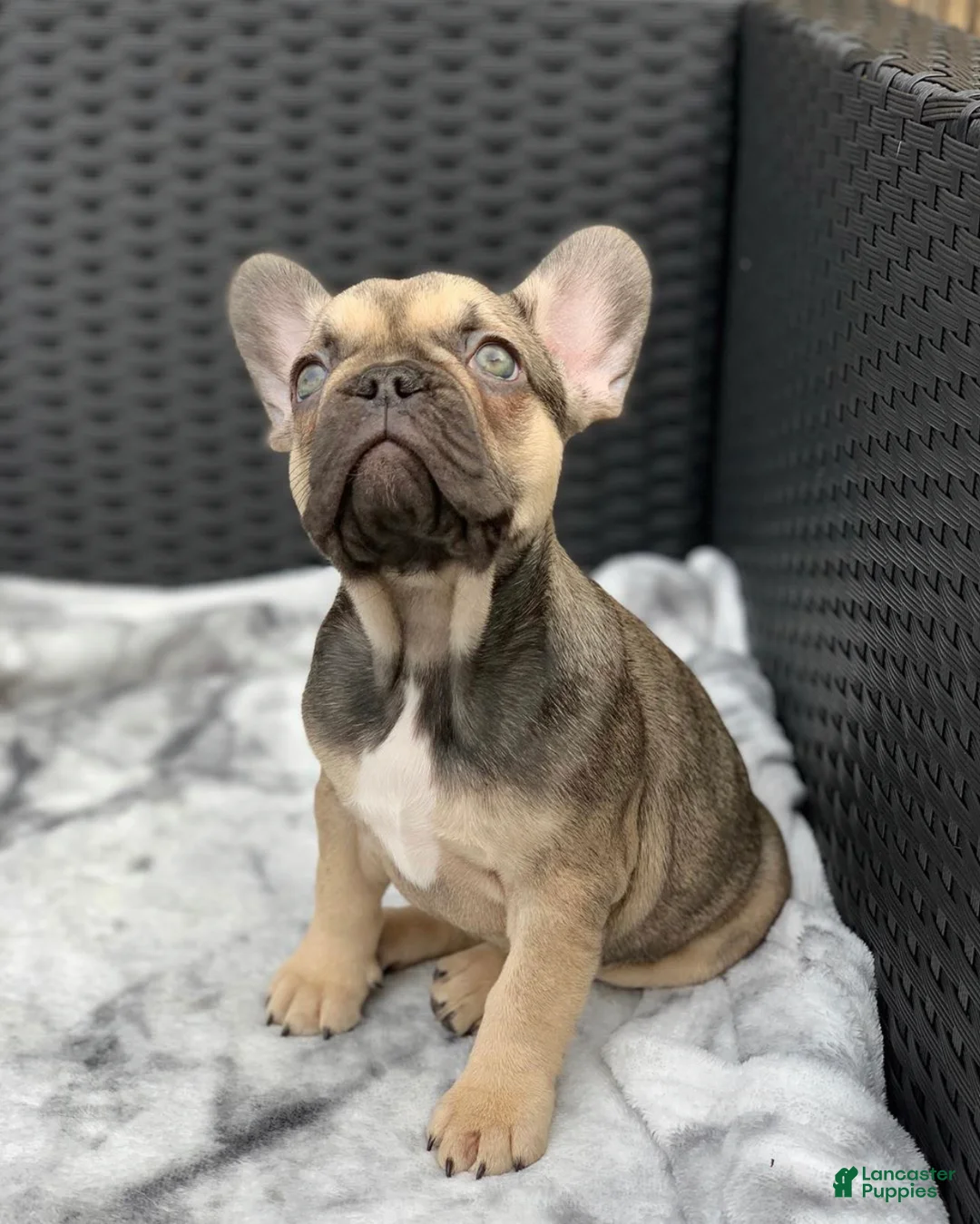 French Bulldog dogs for sale: Mike - Sable French Bulldog Puppy - Ad 1