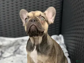 French Bulldog dogs Mike - Sable French Bulldog Puppy - Ad 36