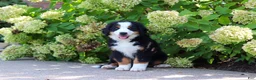 Bernese Mountain Dog dogs for sale: Milo - Ad 8
