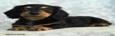 Pippin