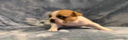 French Bulldog dogs for sale: French Bulldog 1 - Ad 5