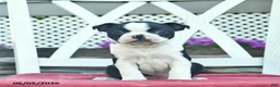 Boston Terrier dogs for sale: Pandora - Ad 5