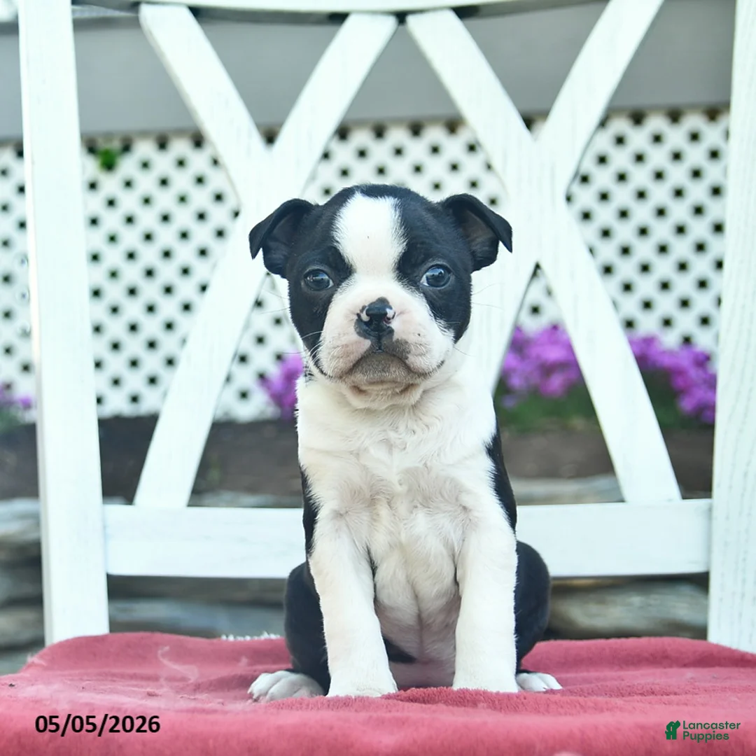 Boston Terrier dogs for sale: Pandora - Ad 5