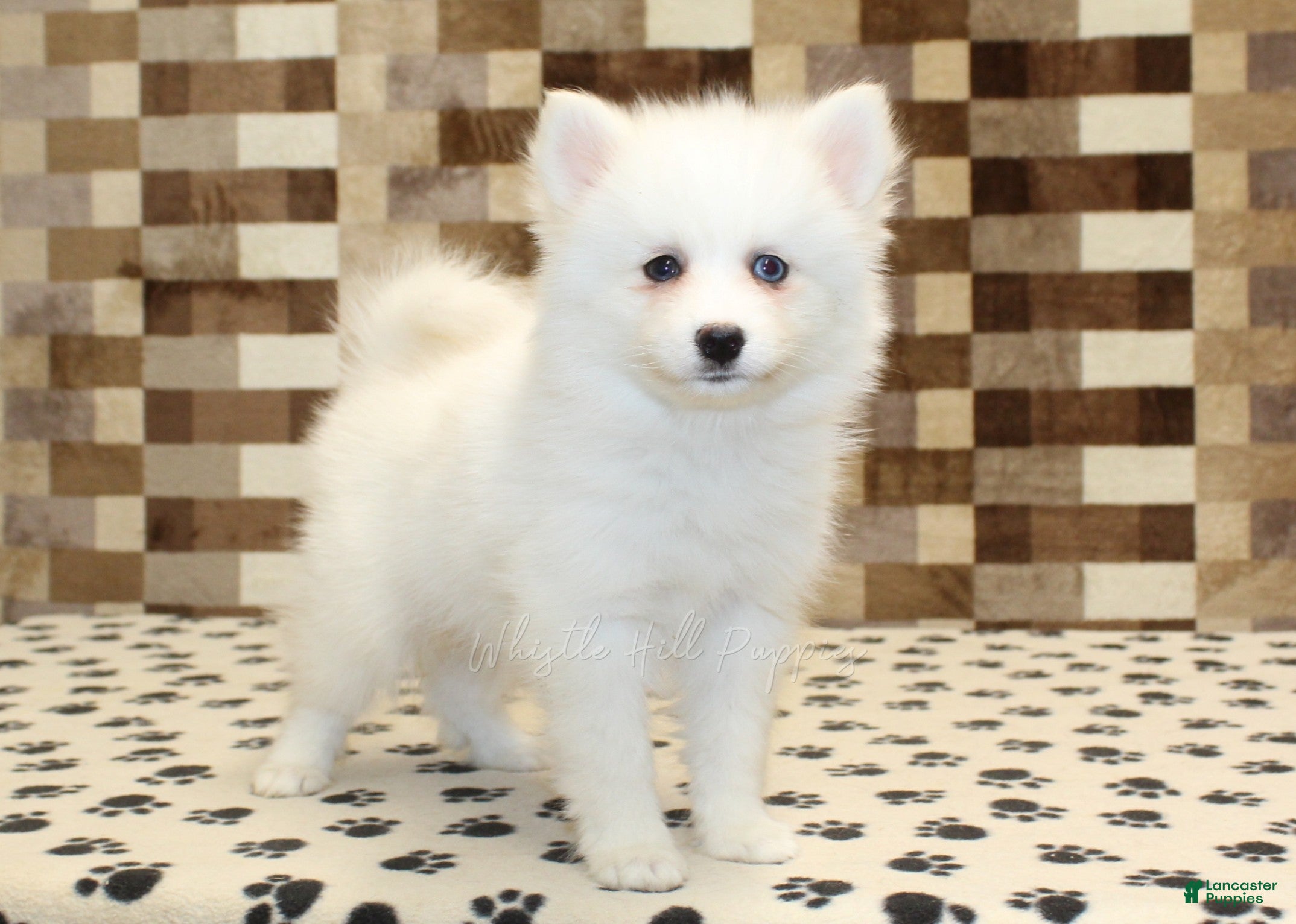 Pomsky dogs Jessie - Ad 1