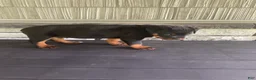 Rottweiler dogs for sale: Rottweiler 1 - Ad 10