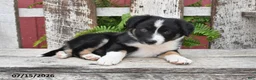 Border Collie dogs for sale: Dixon - Ad 5