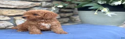 Miniature Poodle dogs for sale: Max - Ad 15