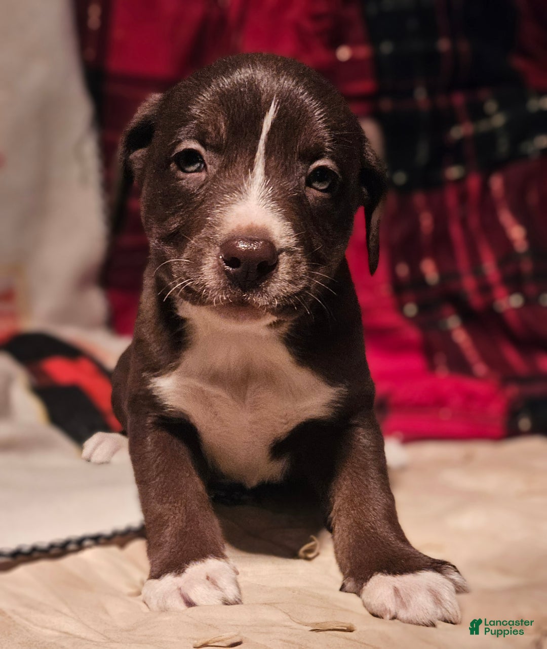 Border Collie dogs for sale: Dori - Ad 10