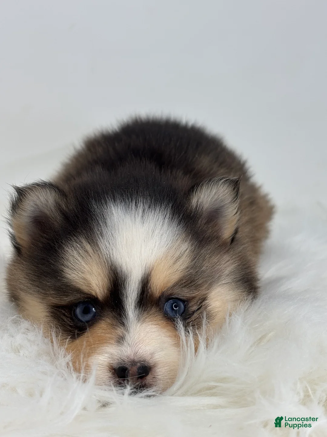 Pomsky dogs for sale: Harper - Ad 2