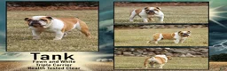 English Bulldog dogs for sale: Violet - Ad 6