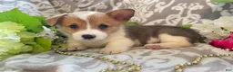 Welsh Corgi Pembroke dogs for sale: Max - Ad 6
