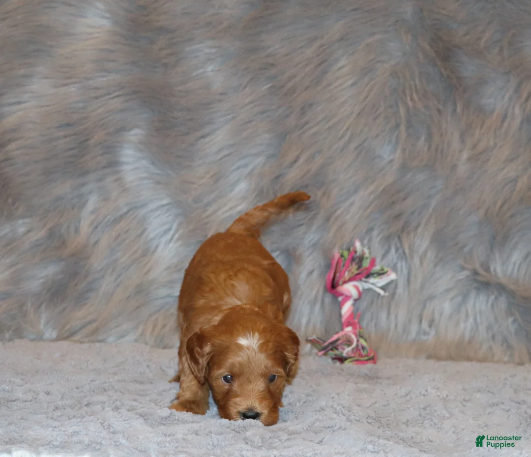 Mini Goldendoodle dogs for sale: Whitney 🌷 Genetic Clear Parents - Ad 17