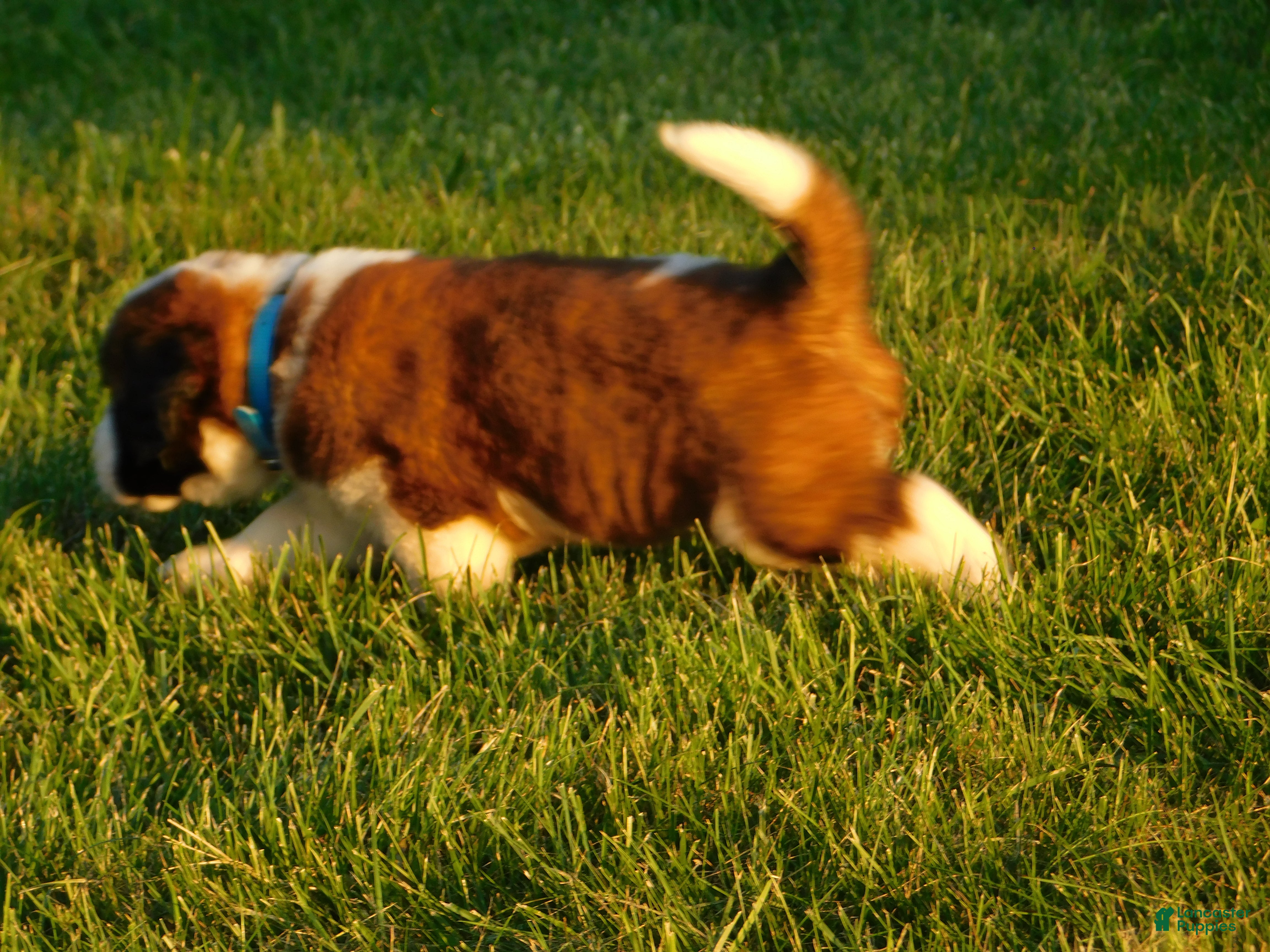Saint Bernard dogs Barry - Ad 2