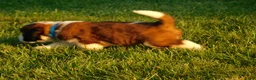 Saint Bernard dogs for sale: Barry - Ad 2
