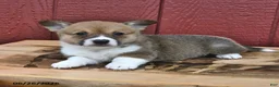 Welsh Corgi Pembroke dogs for sale: Jingles - Ad 3