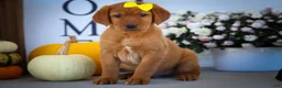 Labrador Retriever dogs for sale: NELLY - Ad 17