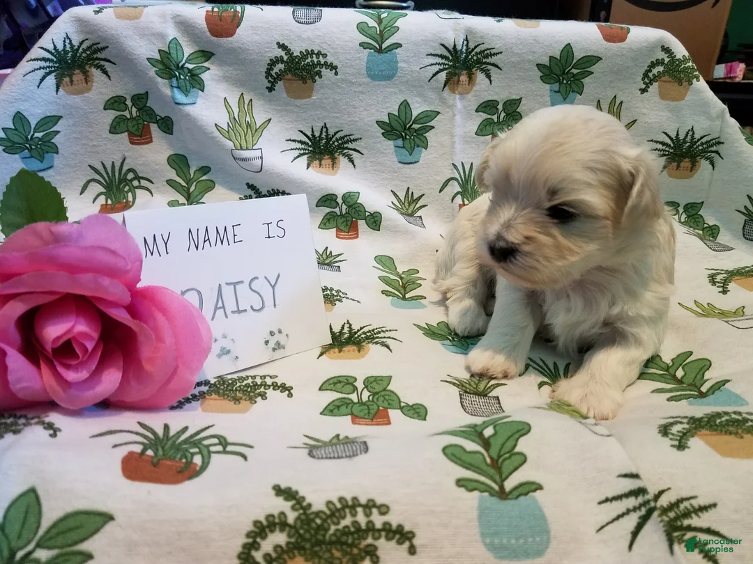 Maltipoo dogs for sale: Daisy - Ad 3