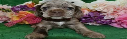 Cocker Spaniel dogs for sale: Cocker Spaniel Puppy 2 - Ad 4