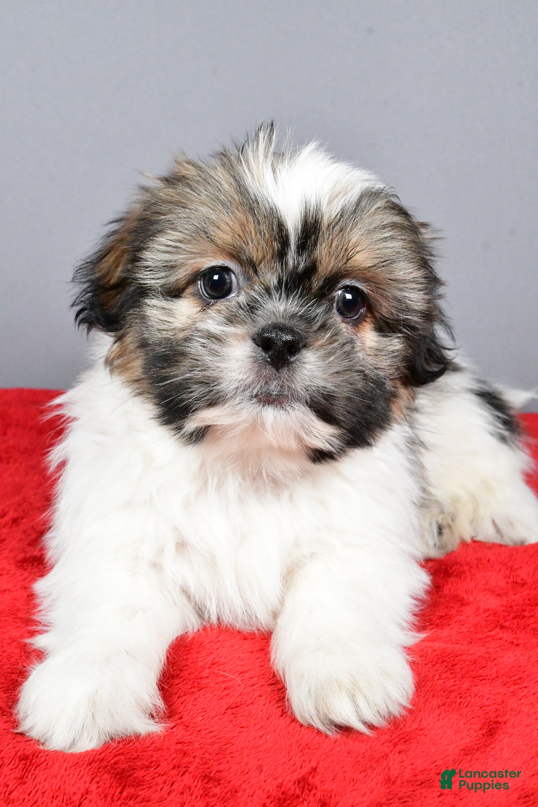 Shih Tzu dogs for sale: Markie - Ad 4