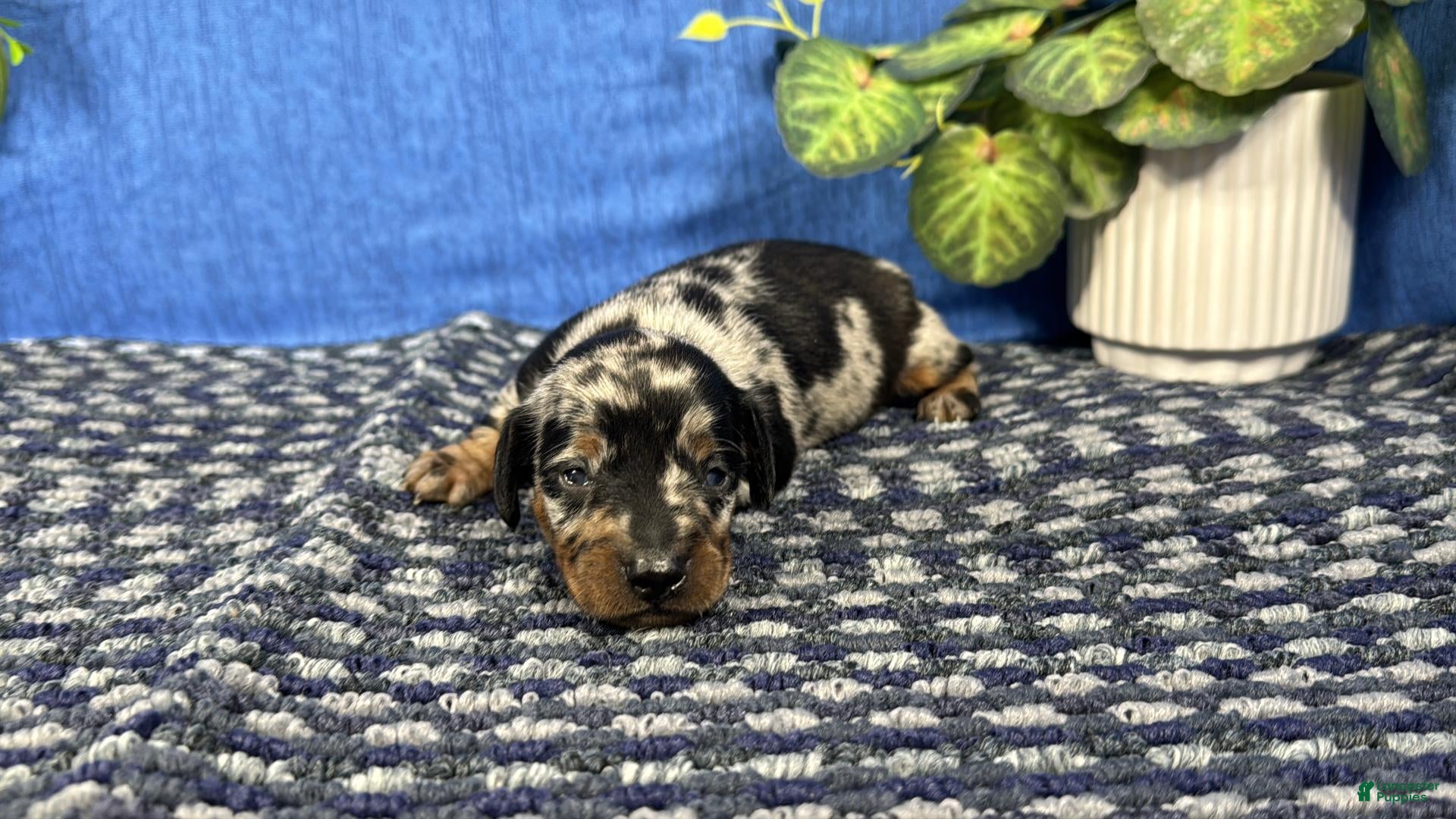 Miniature Dachshund dogs Miniature Dachshund 3 - Ad 27