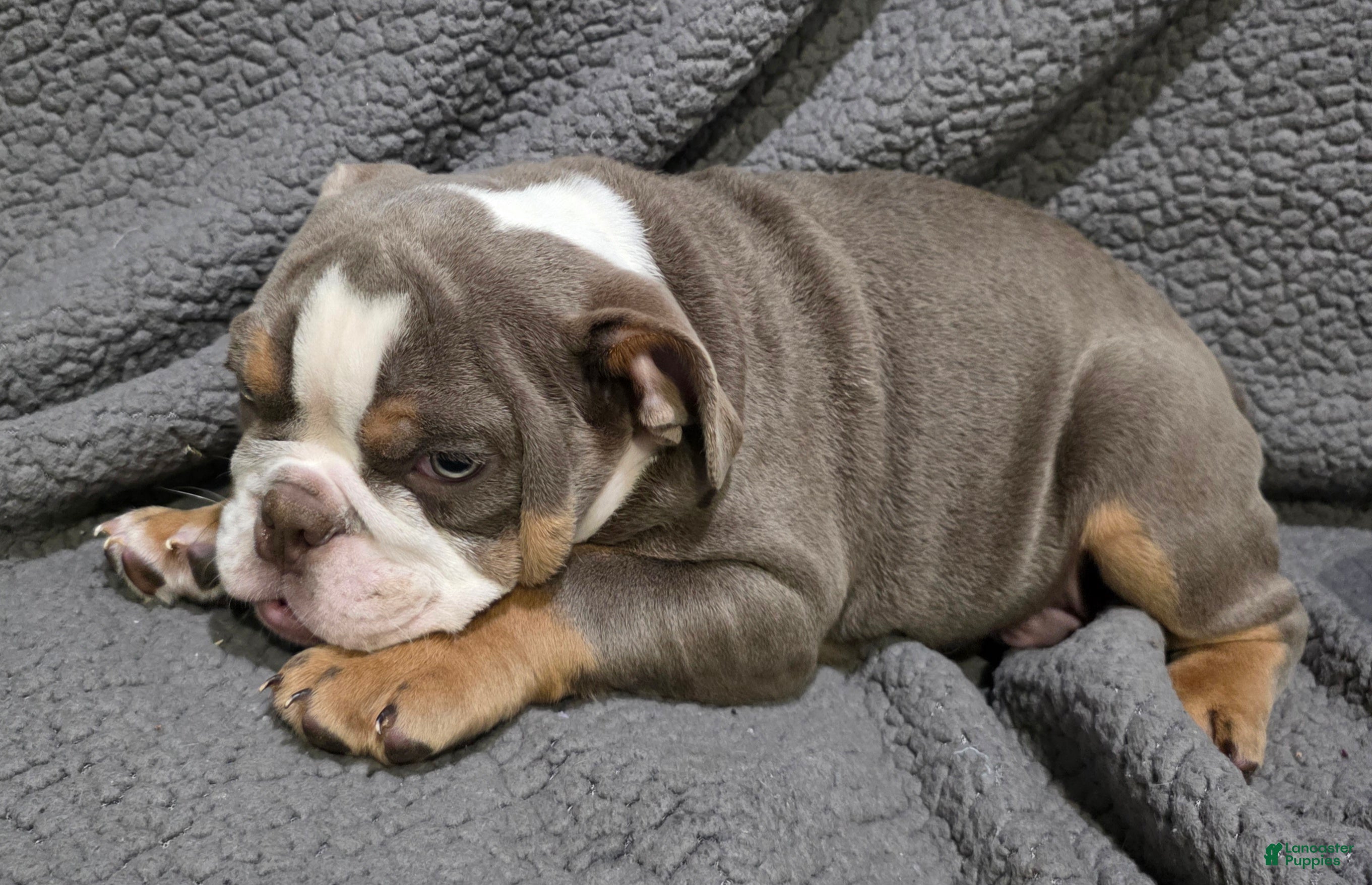 English Bulldog dogs Clarence - Ad 2