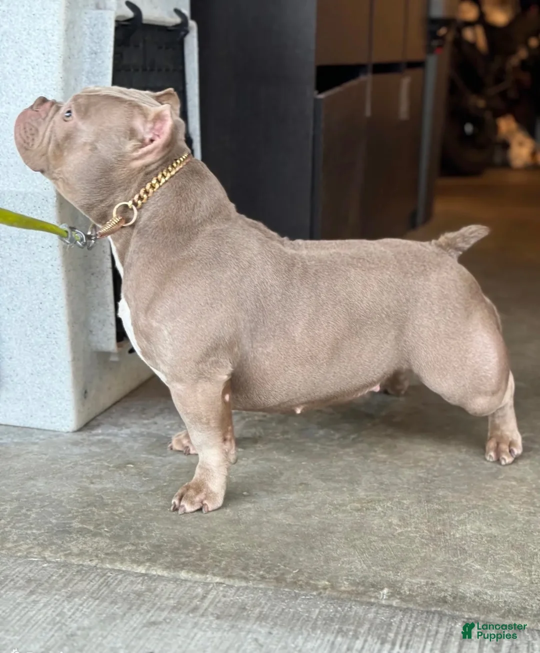 American Bully dogs for sale: American Bully 1 - Ad 5