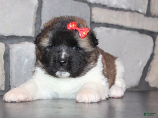 Akita dogs Lucy - Ad 9