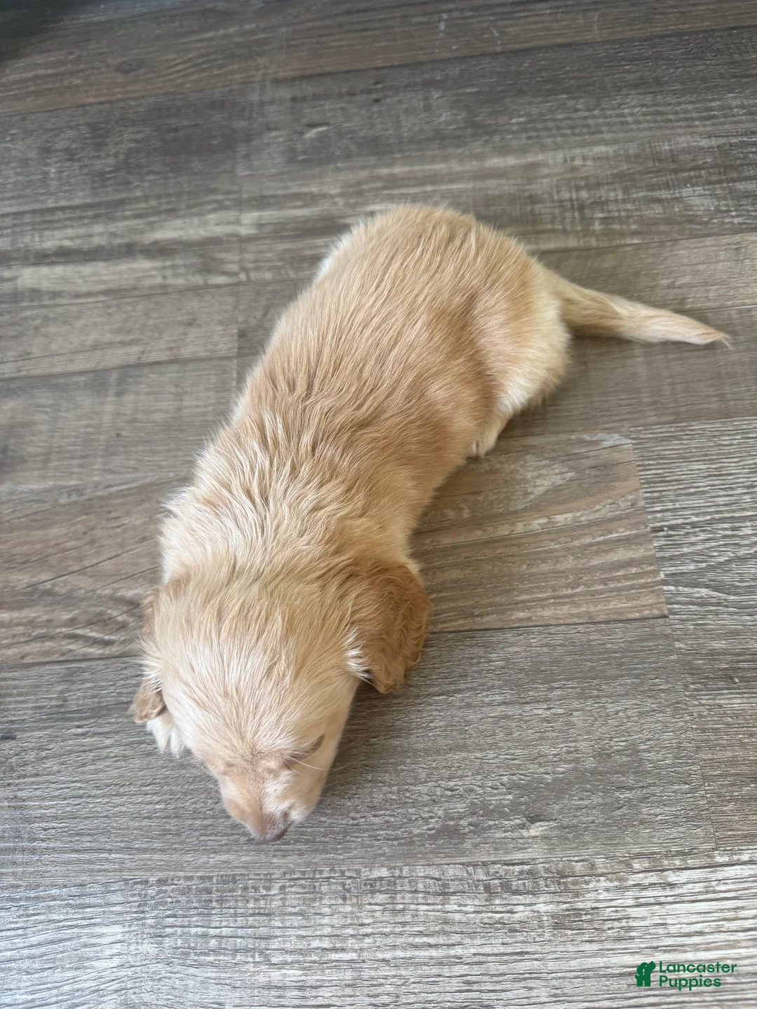 Miniature Dachshund dogs for sale: Luna - Ad 2