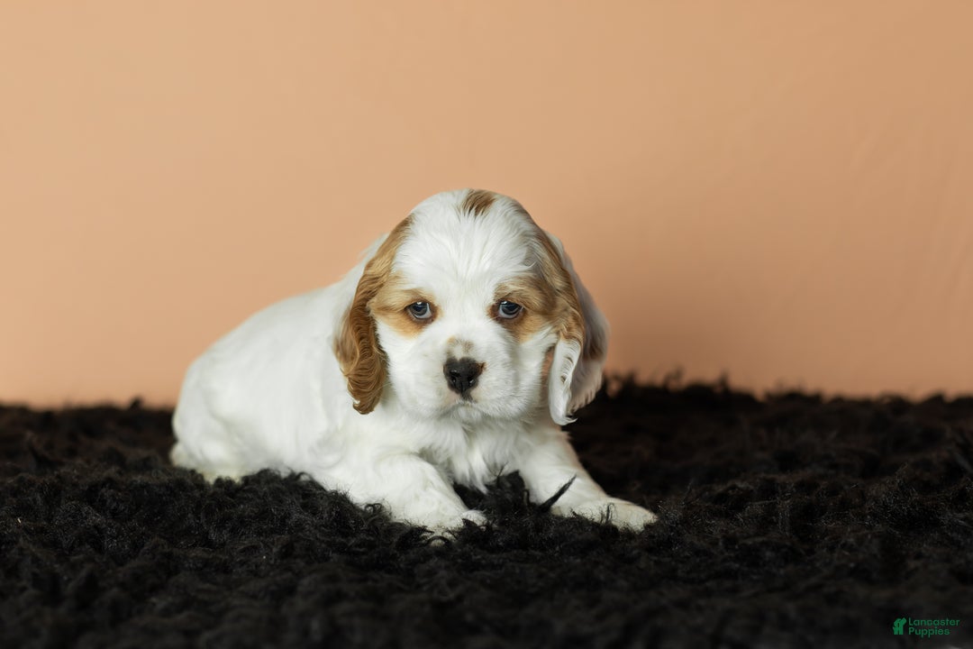 Cocker Spaniel dogs for sale: Freckles  - Ad 3