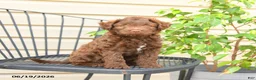 Mixed Breed dogs for sale: Fudge - Ad 1